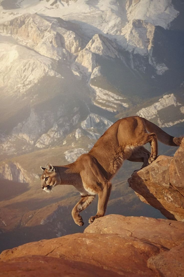 Mountain Lion Download Wallpapers
