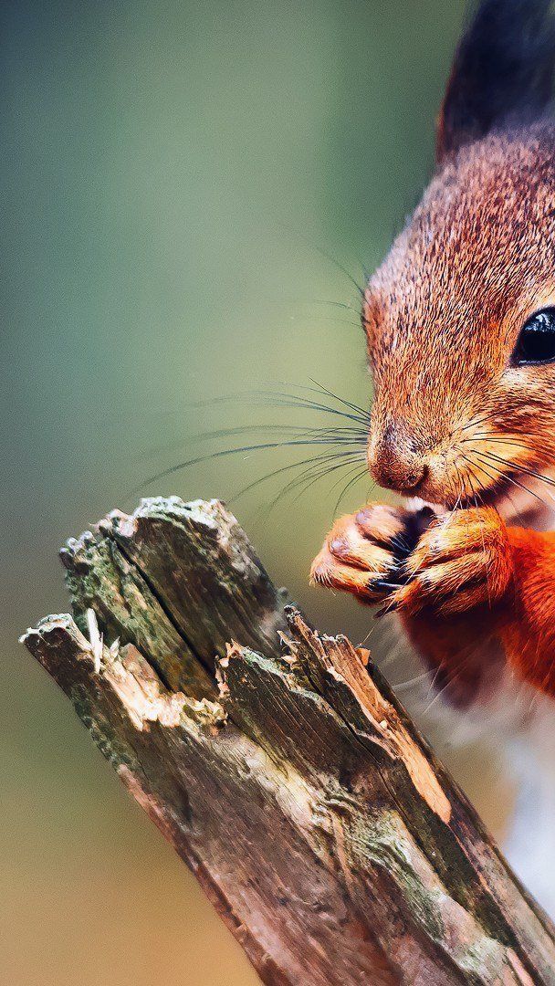 Squirrel Download Wallpapers