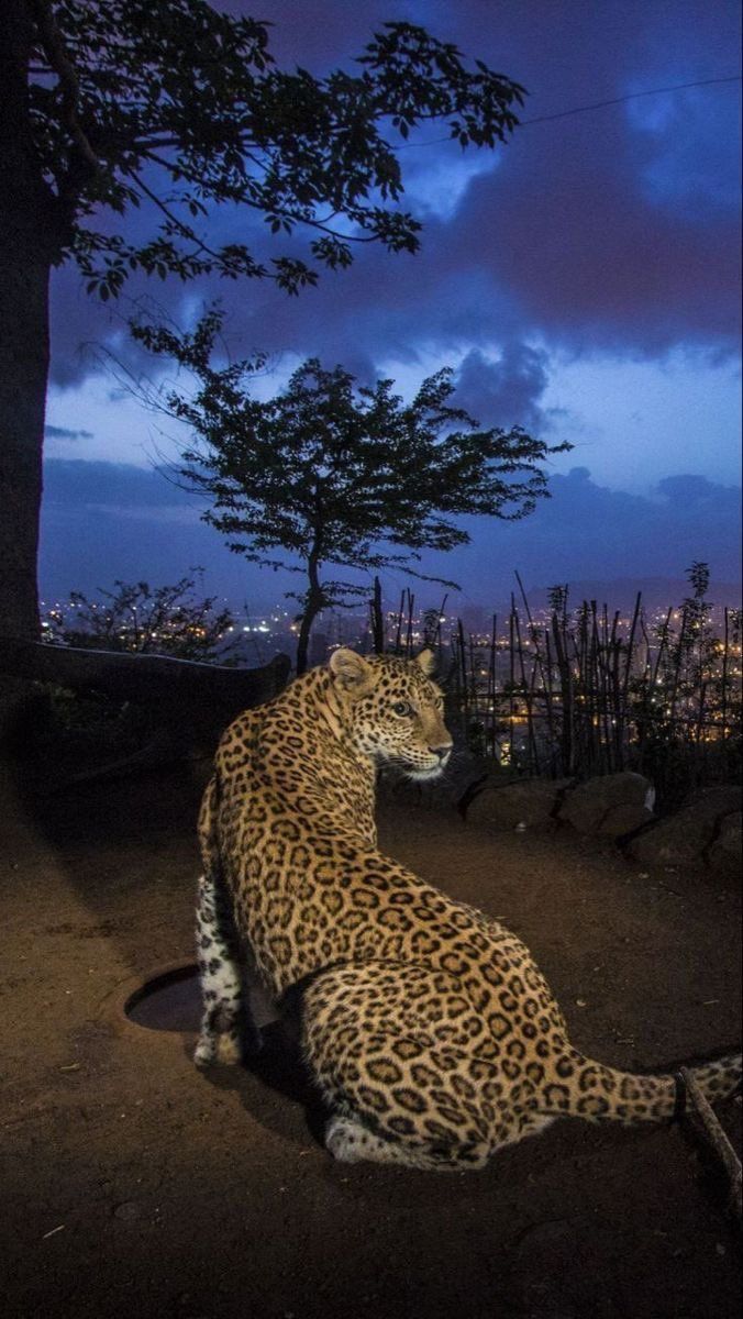 Leopard Download Wallpapers
