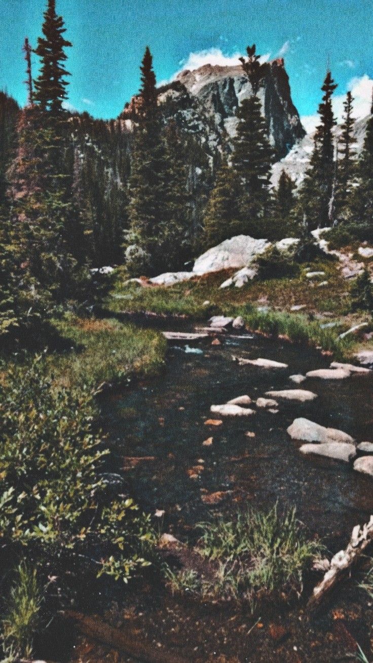 Forest Download Wallpapers