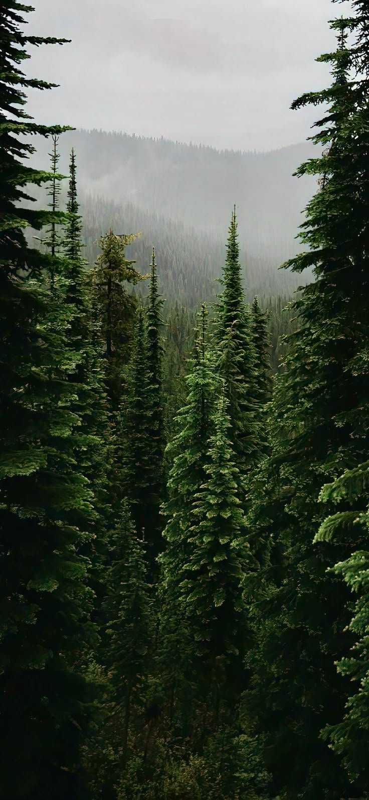 Forest Download Wallpapers