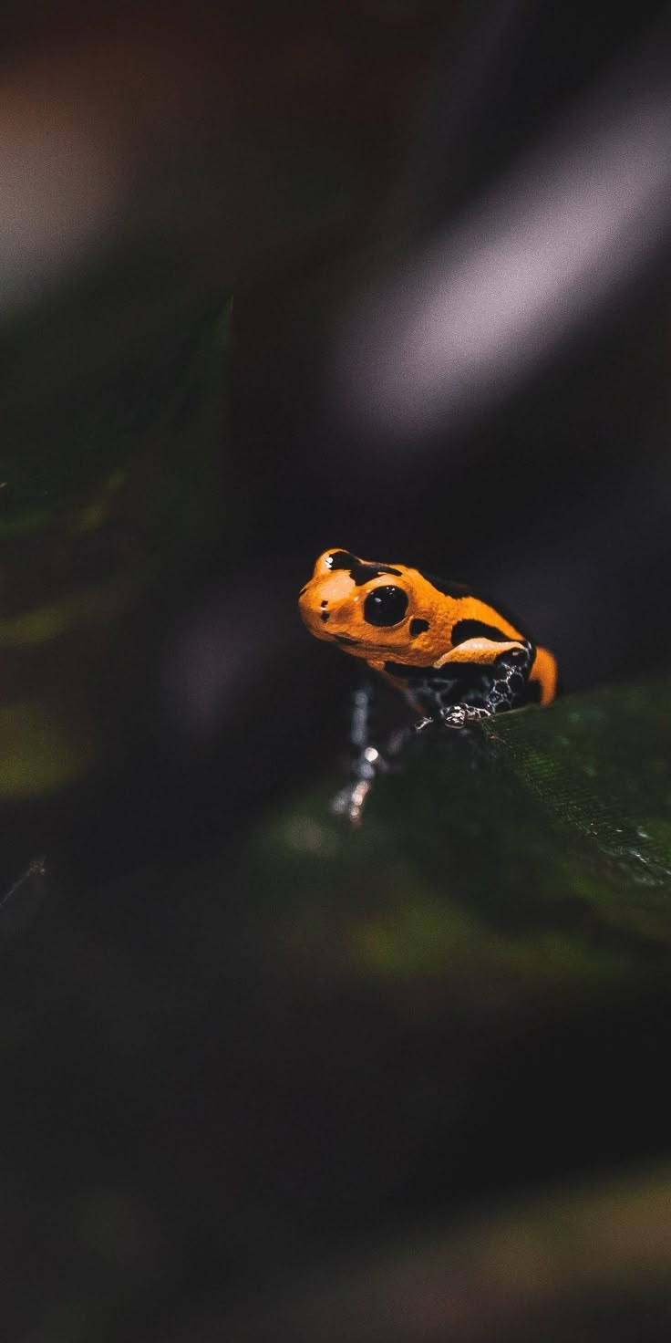 Frog Download Wallpapers