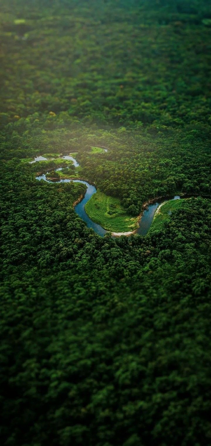 Forest Download Wallpapers