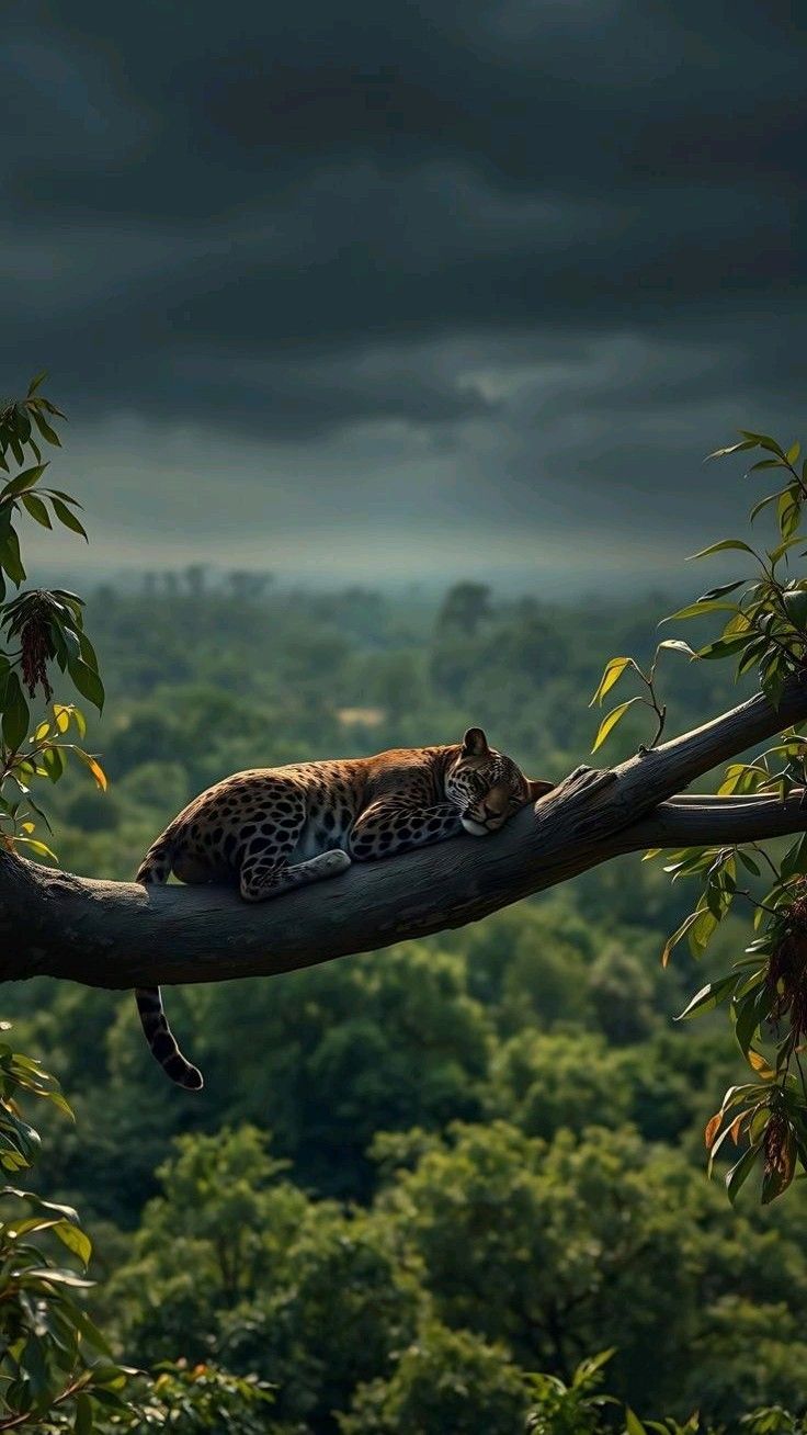 Jaguar Download Wallpapers