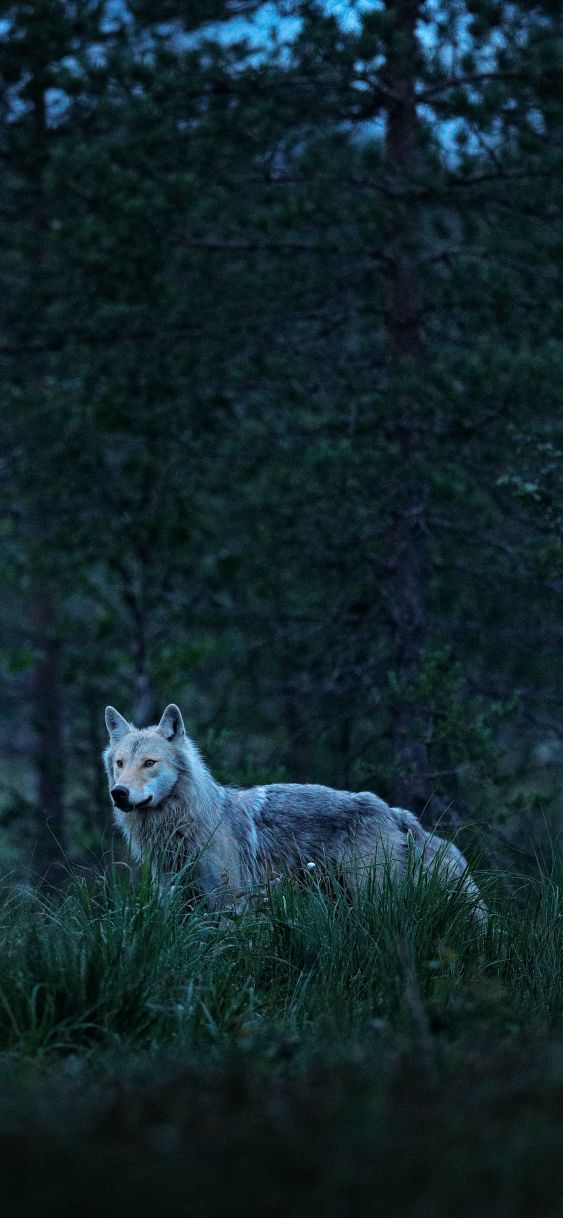 Wolf Download Wallpapers