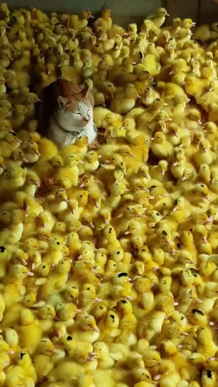 Cat n chicks Download Wallpapers