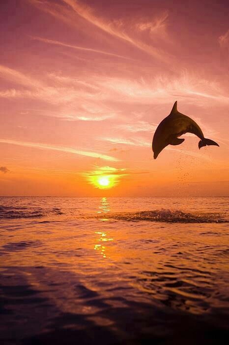 Dolphin Download Wallpapers