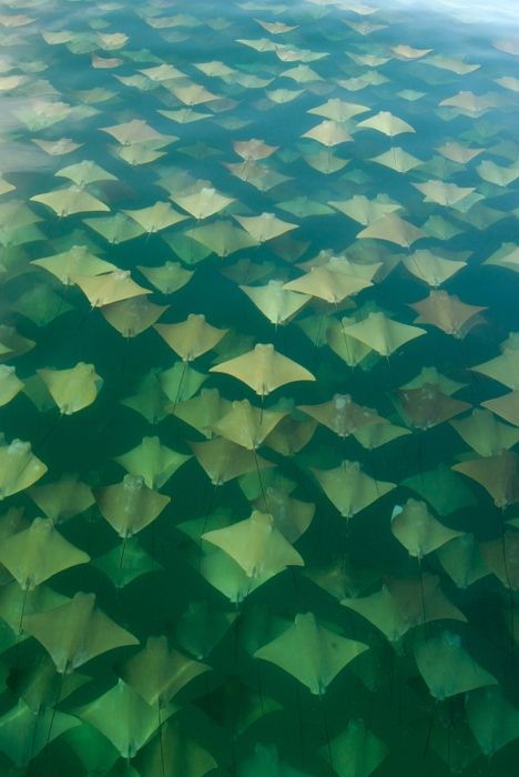 Sting Ray Download Wallpapers