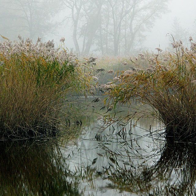 Swamp Download Wallpapers