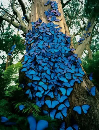 Blue Butterfly Download Wallpapers