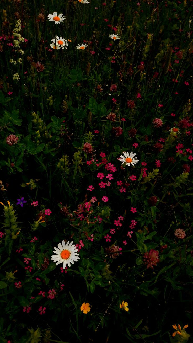 Flowers Download Wallpapers