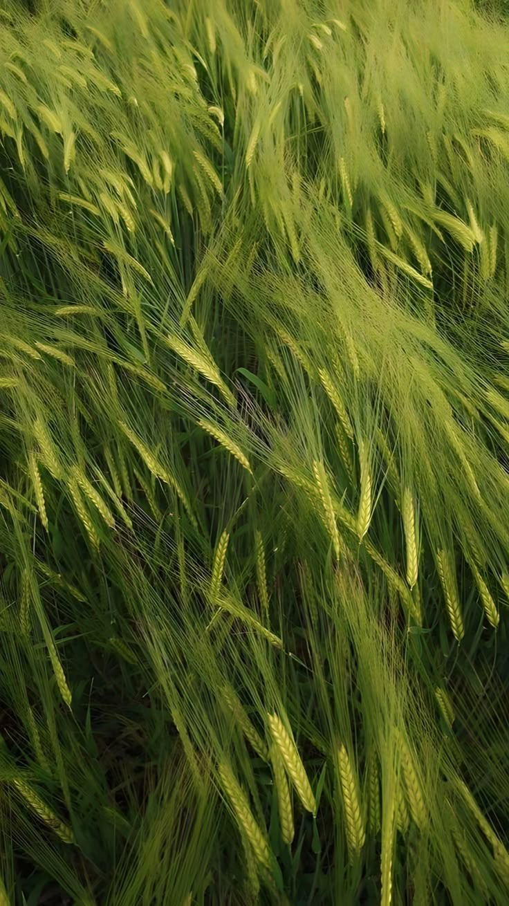 Grass Download Wallpapers