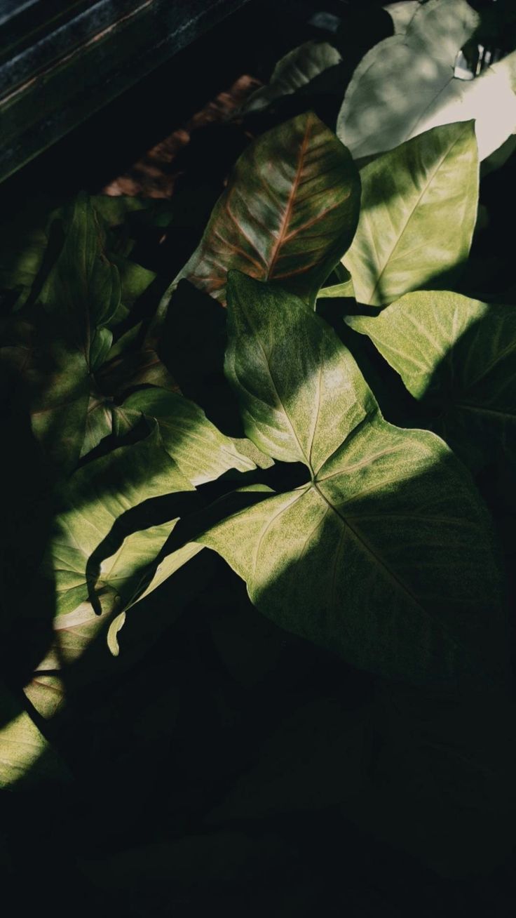 Leaf 🍀 Download Wallpapers