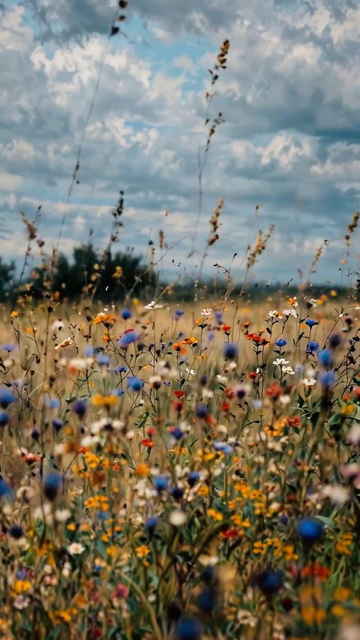 Flowers Download Wallpapers