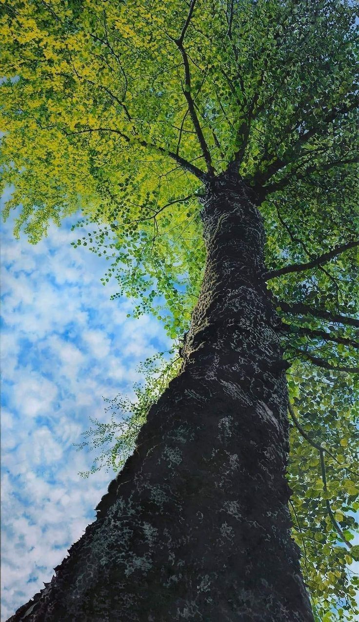 Tree Download Wallpapers