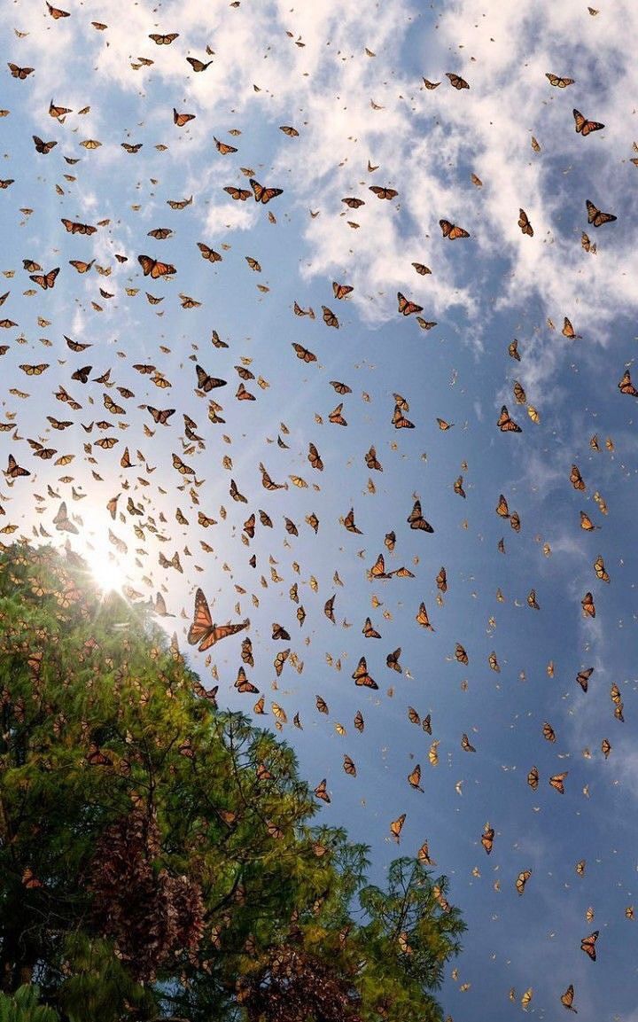 Butterflies 🦋 Download Wallpapers