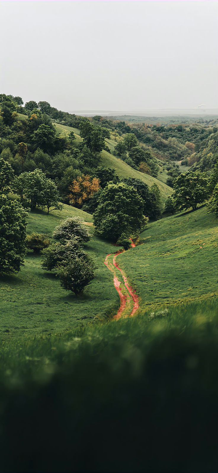 Forest Download Wallpapers