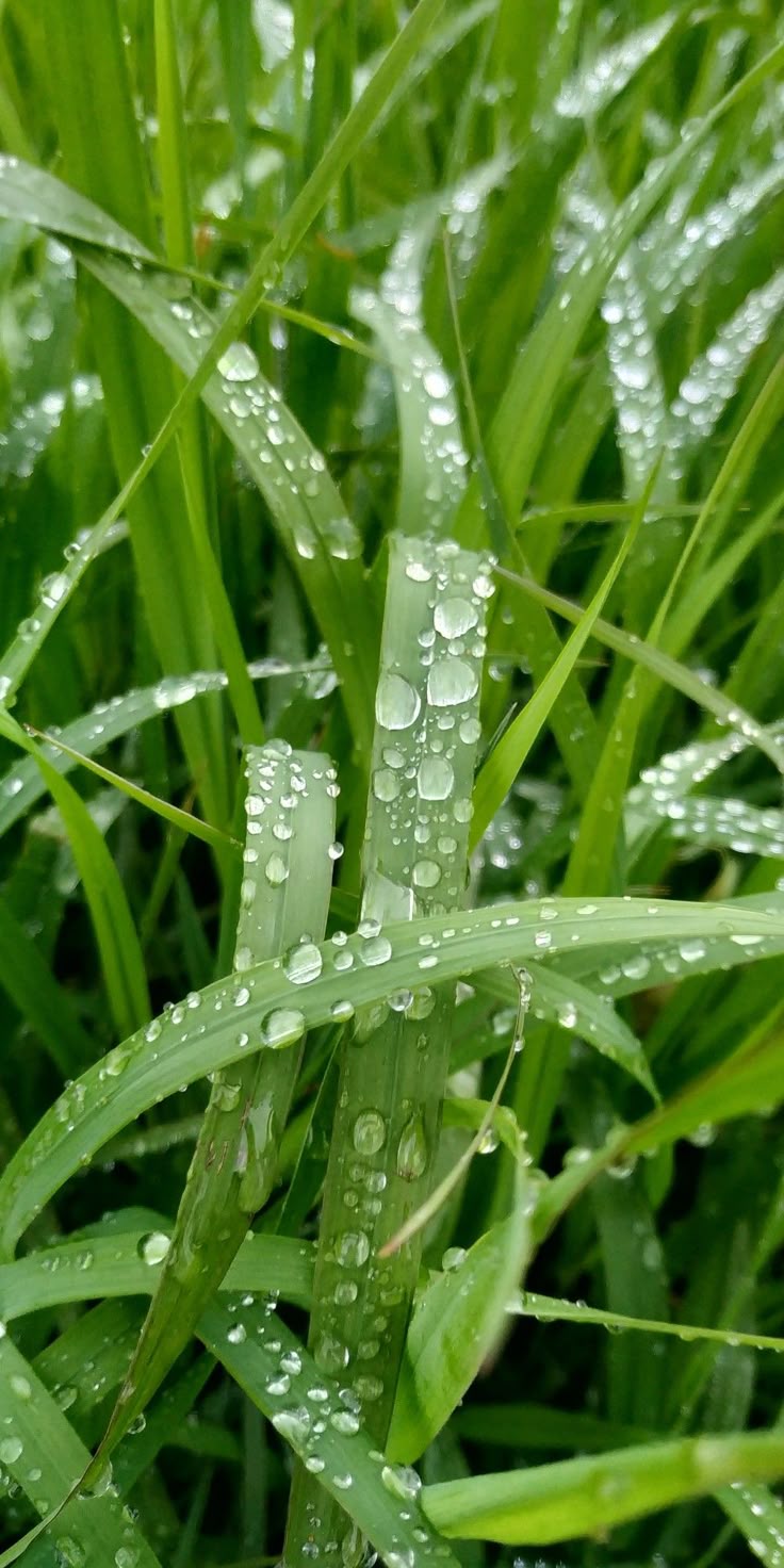 Grass Download Wallpapers