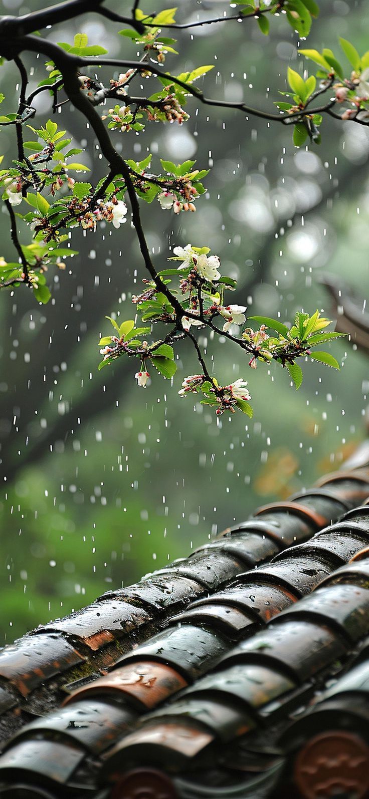 Flower Tree Download Wallpapers