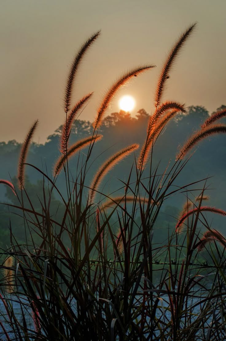Field Download Wallpapers