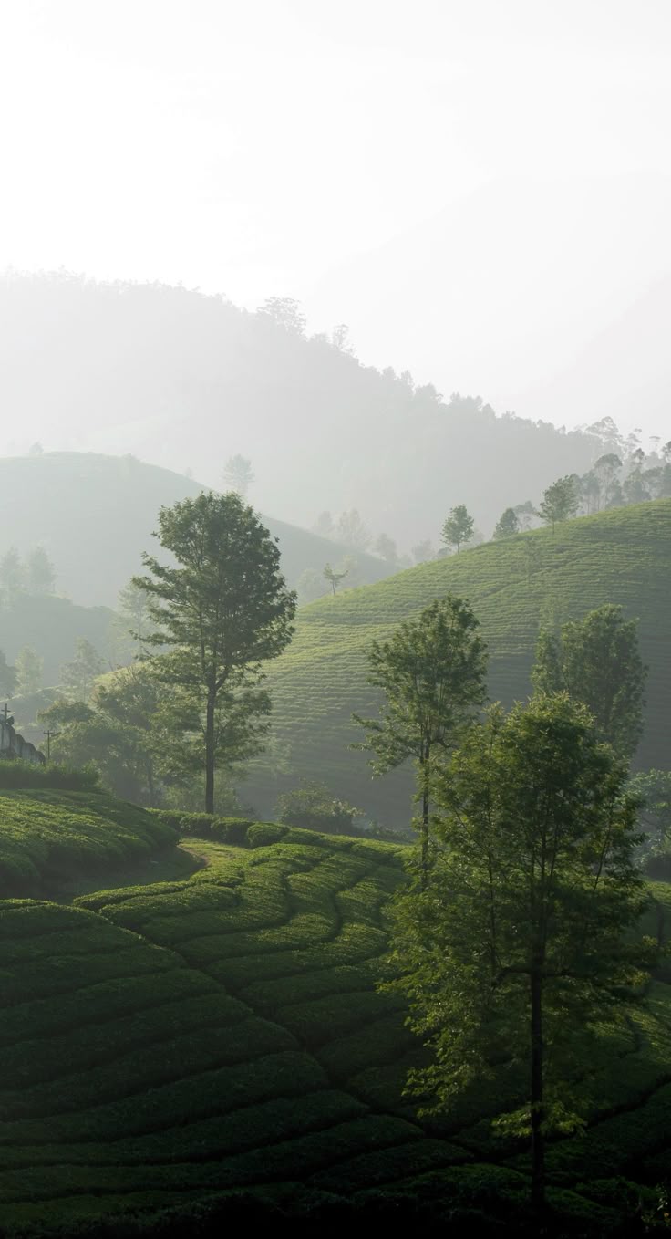 Trees Download Wallpapers