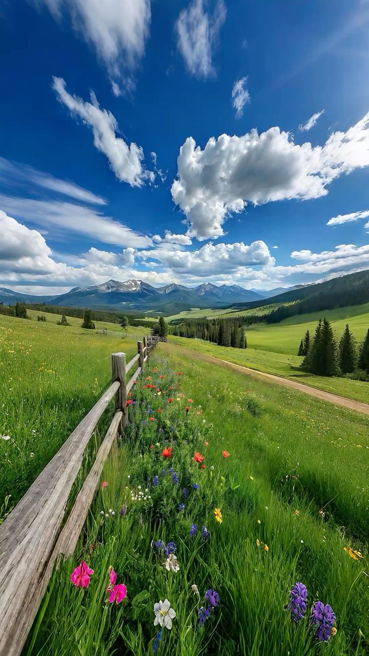 Field Download Wallpapers