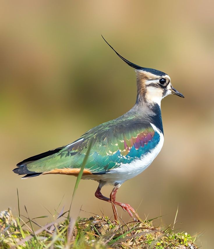 Bird Download Wallpapers