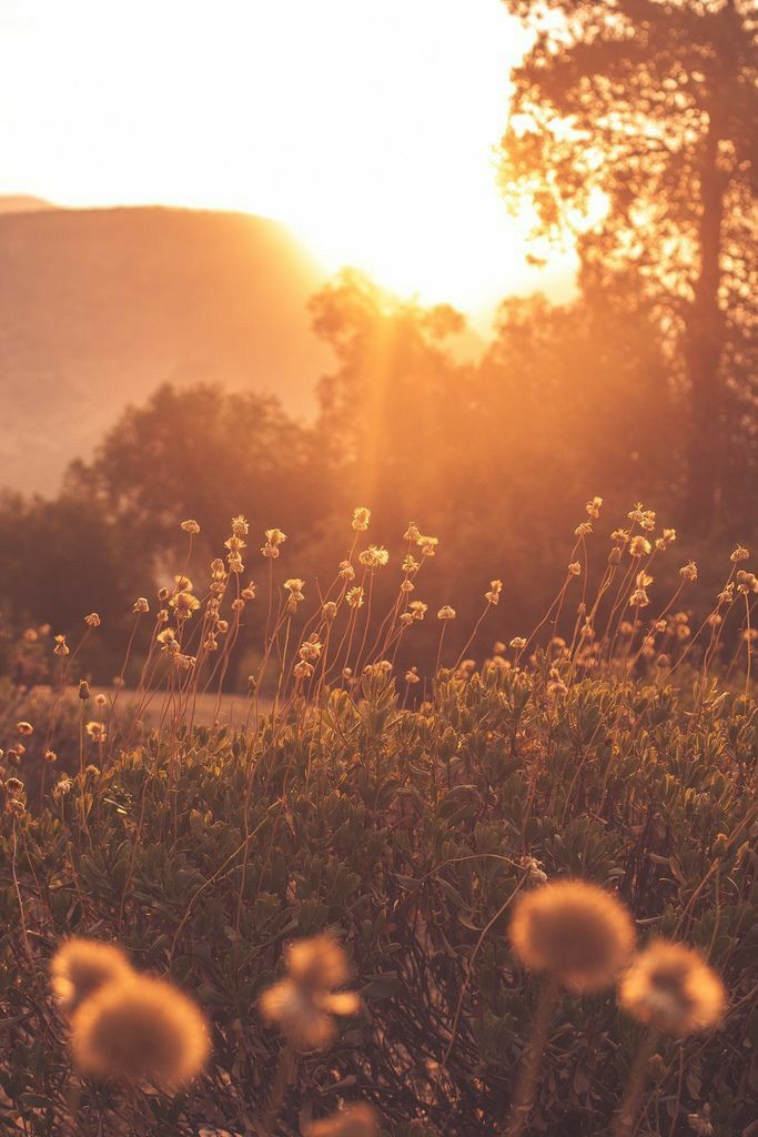 Grass Download Wallpapers