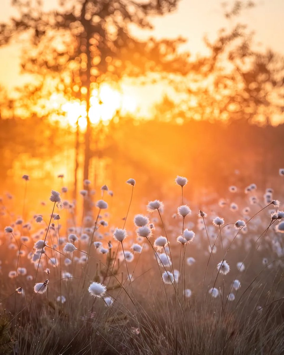 Field Download Wallpapers