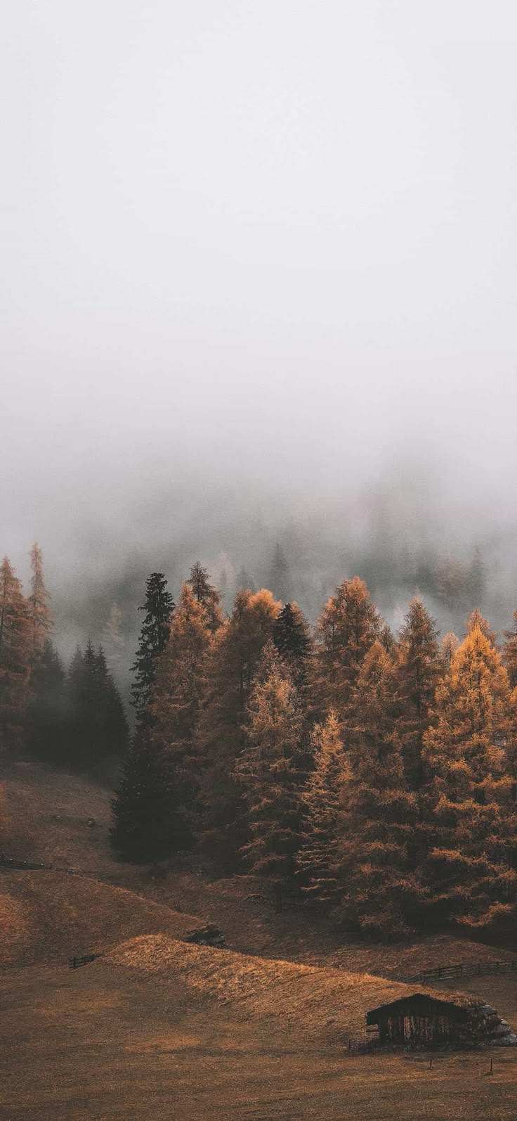 Foggy Forest Download Wallpapers