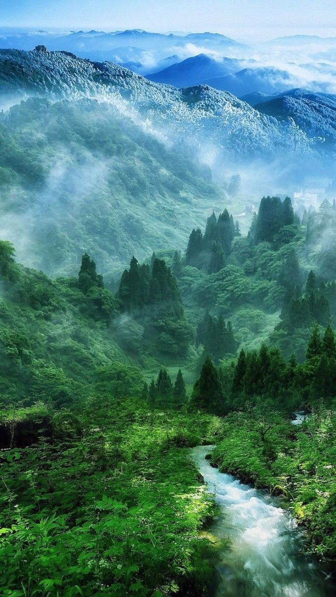 Forest Download Wallpapers