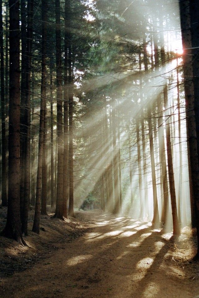 Woods Download Wallpapers