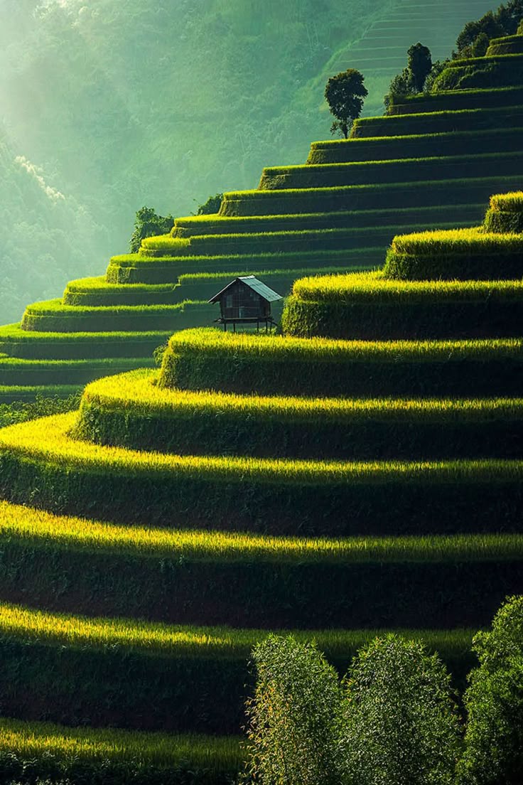 Grass structure Download Wallpapers