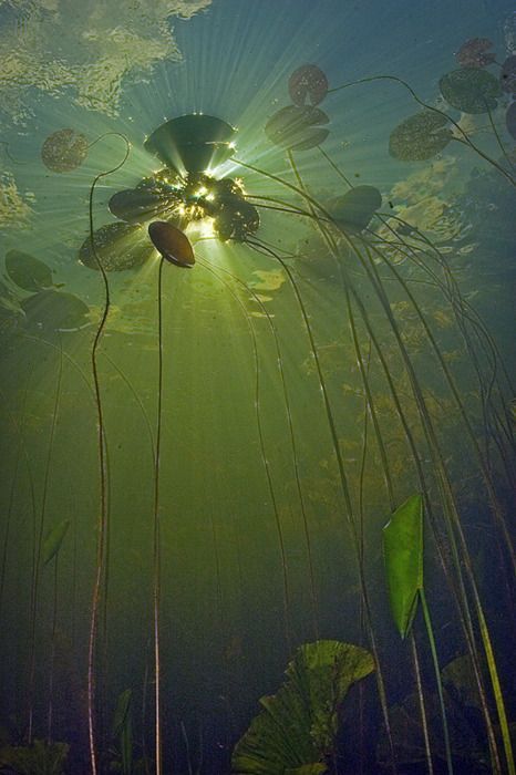 Jellyfish Download Wallpapers