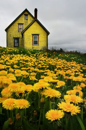 Yellow house and Flowers Download Wallpapers