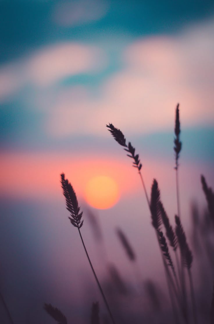 Flower Download Wallpapers