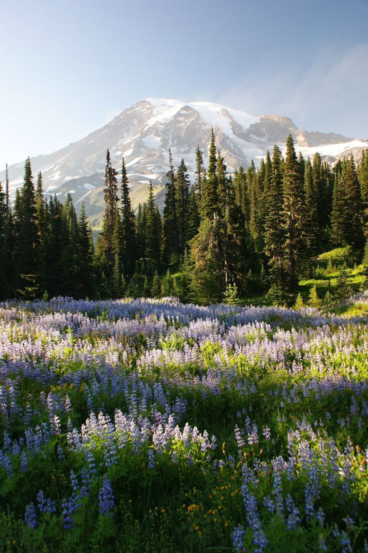 Garden Download Wallpapers