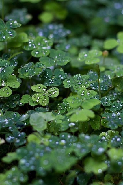 Leaves Download Wallpapers