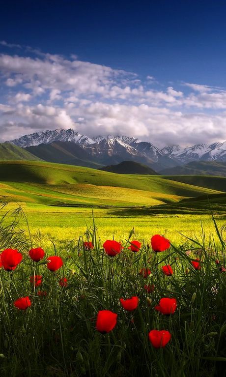 Field Download Wallpapers