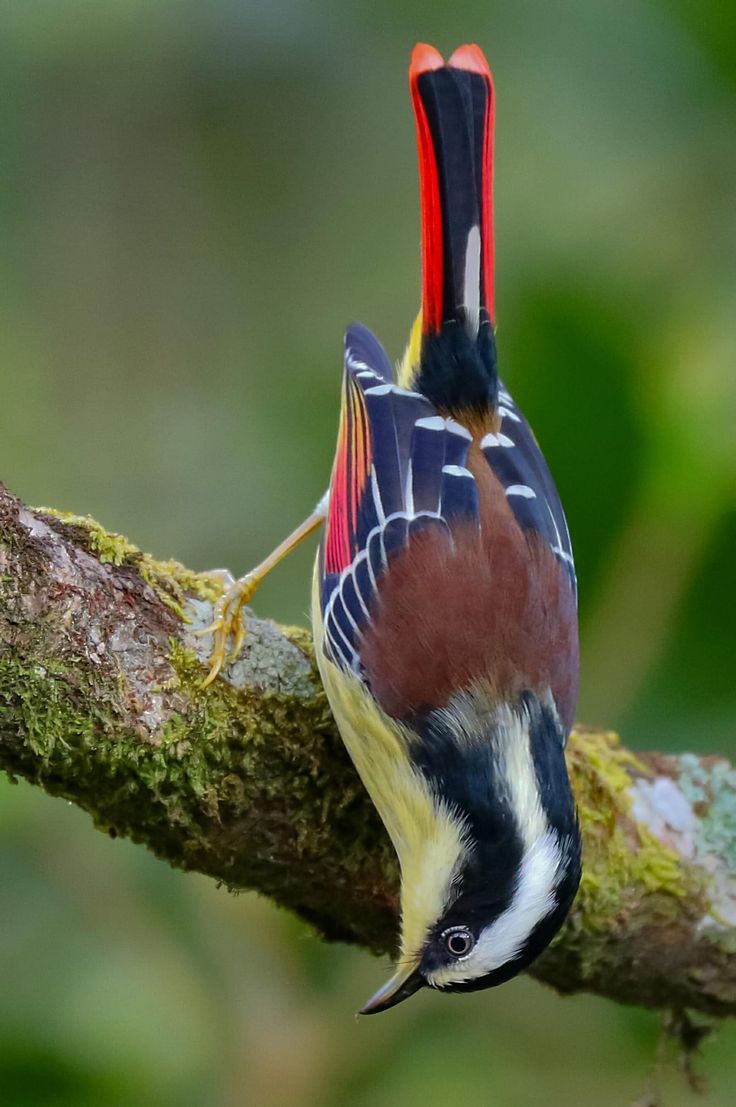 Bird Download Wallpapers