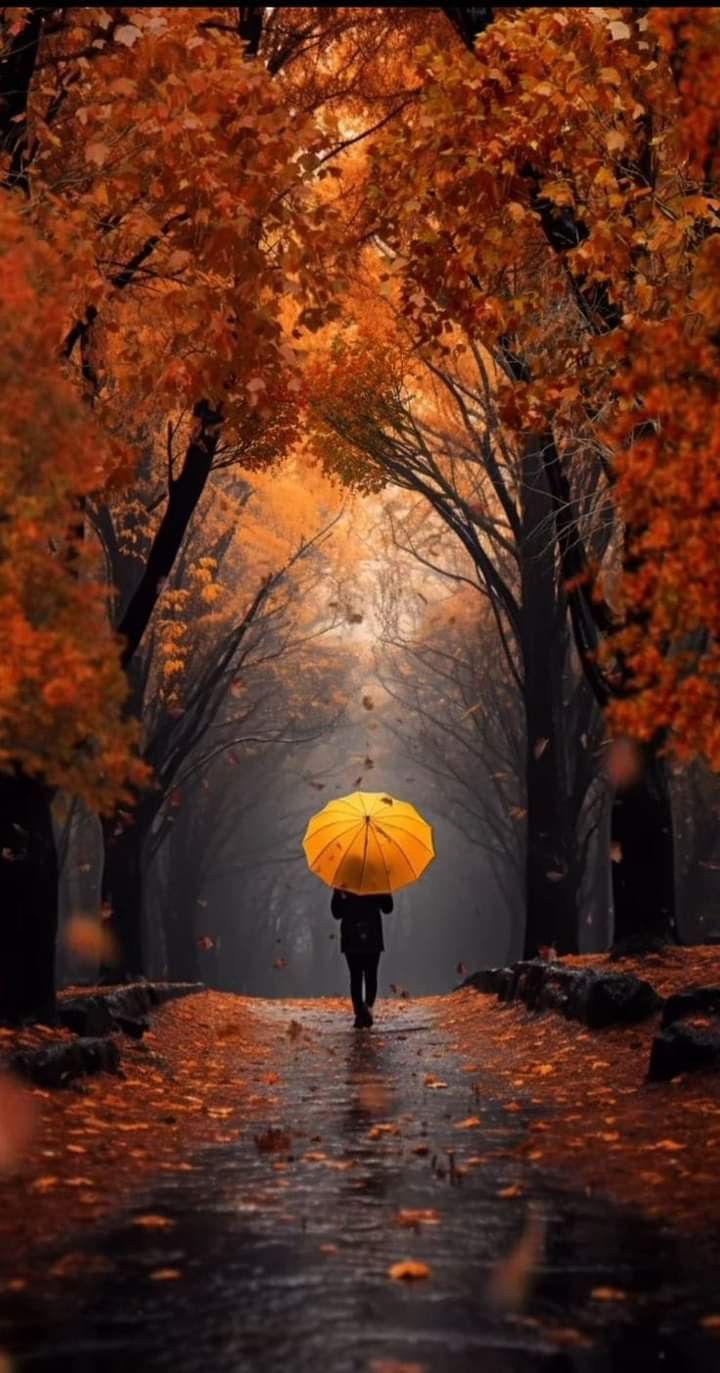 Beautiful Forest Download Wallpapers