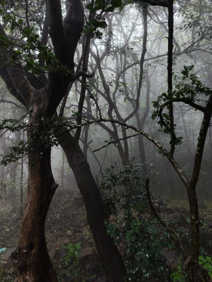 Woods Download Wallpapers