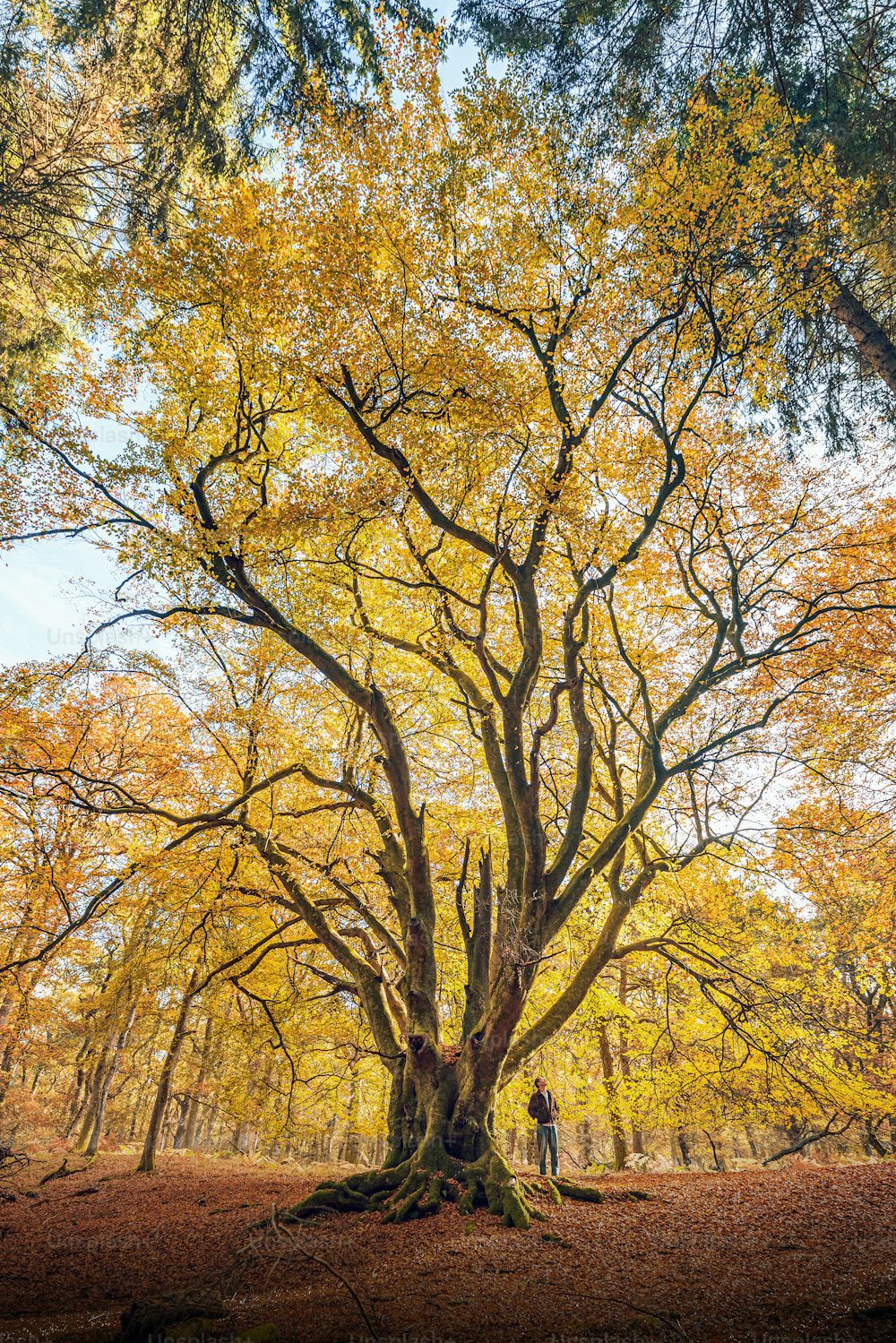 Flower Tree Download Wallpapers