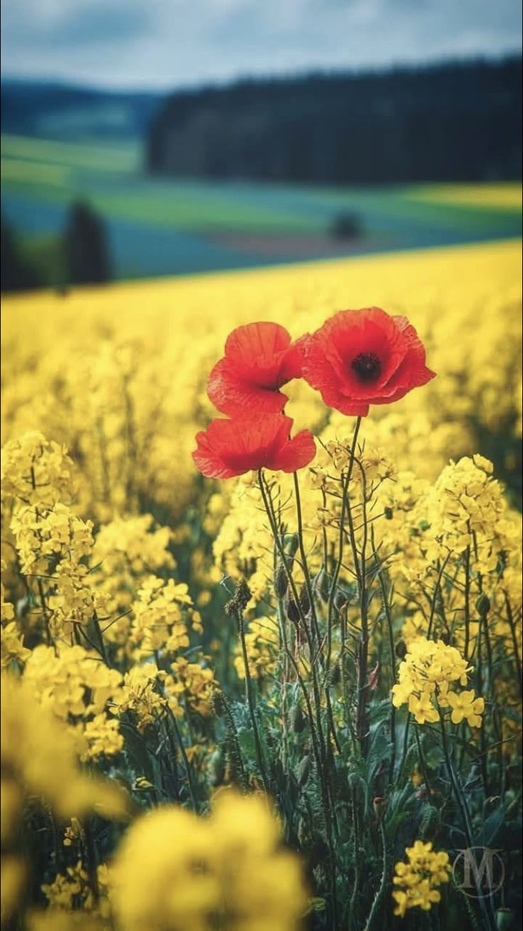 Flowers Download Wallpapers