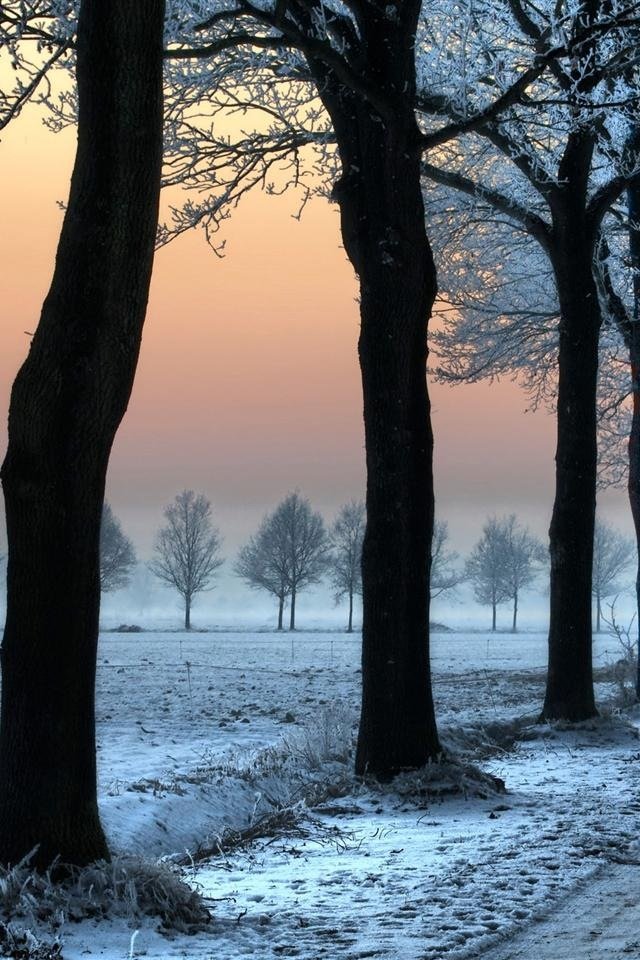Winter Forest Download Wallpapers