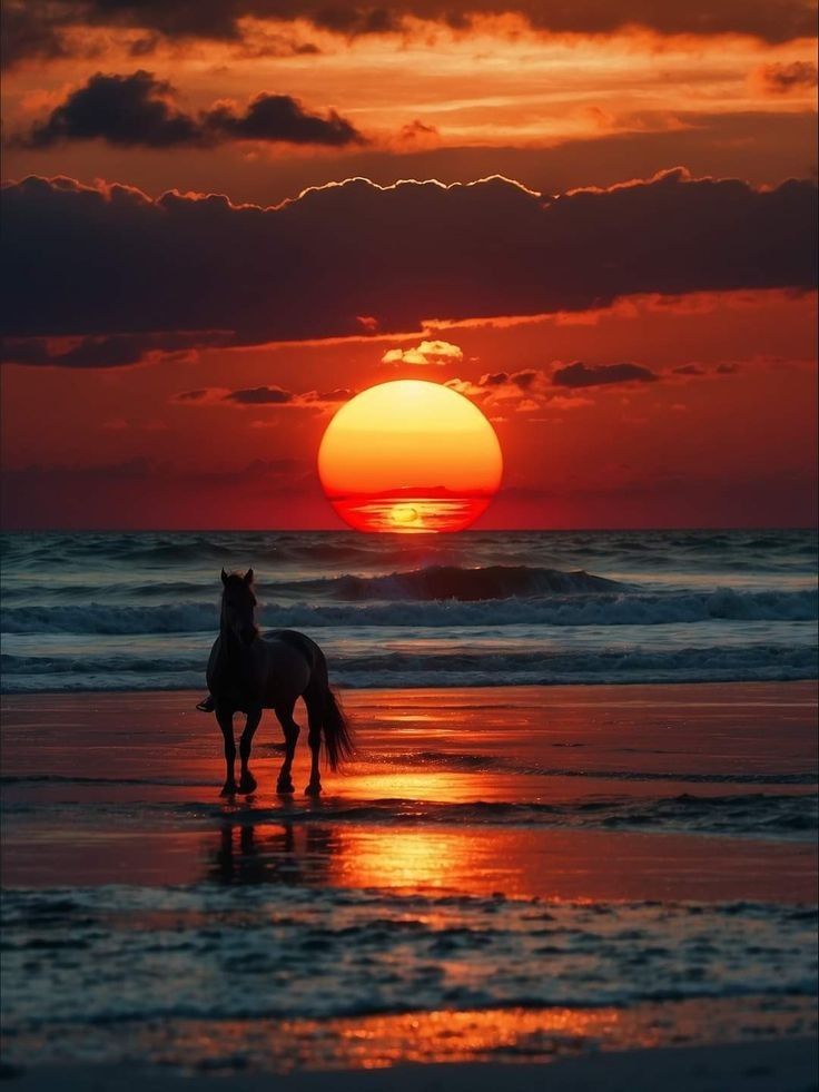 Horse in sunset Download Wallpapers