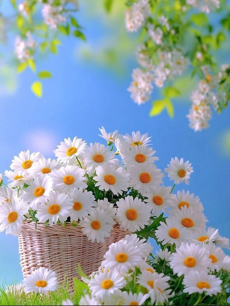 Flower Download Wallpapers
