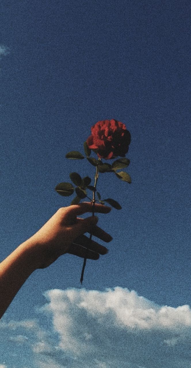 Rose Download Wallpapers