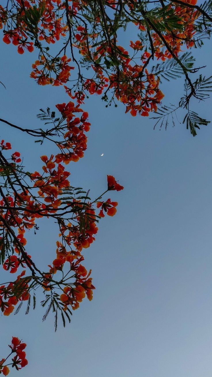 Flowers Download Wallpapers
