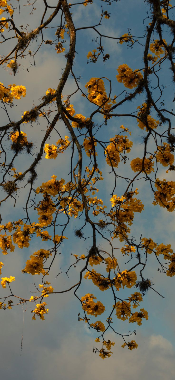 Yellow Flower Tree Download Wallpapers